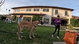 Cash 2.0 Great Dane meeting new people in Malibu 41