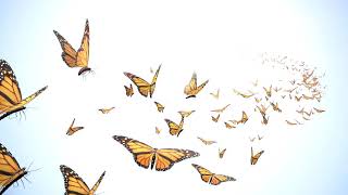 Butterflies - An Original Composition by Reed Benson
Butterflies is my last composition for my composition instructor at College for the Fall 2020 semester. I honestly really liked the way it turned out and honestly, I couldnt really come up with that much of a creative name so what I did was go with Butterflies because that is honestly what I thought of what I was writing this piece. Anyways, this is a solo composition for Piano and it is about two minutes long.
If you all enjoyed this, please let me know by either leaving a like, comment or subscribe! All feedback is greatly appreciated! Anyway, thank you all so much for listening and have a great day!
Written with Finale V26
Email Me: reedbensoncompositions@gmail.com
SoundCloud: https://soundcloud.com/reed-benson
Facebook: https://www.facebook.com/reedbensoncompositions/
Instagram: https://www.instagram.com/reed_benson_compositions/
Twitter: https://twitter.com/reedbenson2015
My Game Clips Channel: https://www.youtube.com/channel/UCaq_w5l75rVurauBp90cPeg
My Streams/Commentary/Walkthroughs Channel: https://www.youtube.com/channel/UCqBj8DPaK2gkN8SQBFMKLtg
#originalcomposition #music #originalmusic #newmusic #composition #piano #pianosolo #pianocomposition #butterflies Butterflies - An Original Composition by Reed Benson