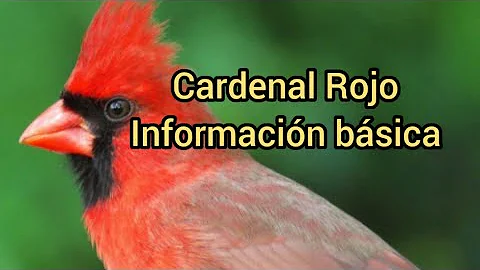 ¿Cuántos colores de cardenales hay?