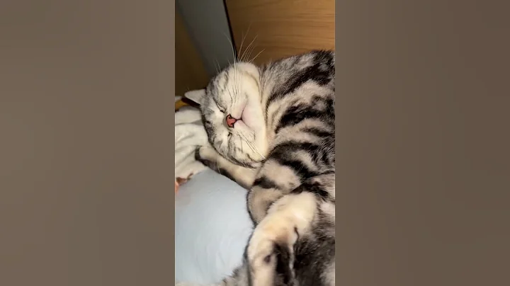 Video 9931861: cat sleeping cute funny, cat loves sleeping