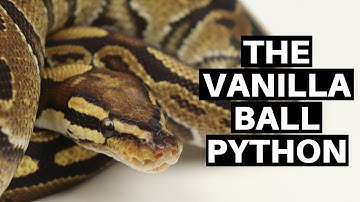 Morph Guide #14: The Vanilla Ball Python - Benjamin