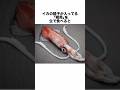 イカに関する面白い豆知識