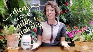 Como Regar Cactos e Suculentas – Dicas Para Não Errar