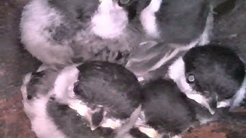 "Hiss" vocalization in response to snake entering chickadee nest cavity