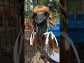 Why Bald Emus Wear Wigs #goodtoknow #vet #medicine #funfacts #lifehacks #survival #hack #educational