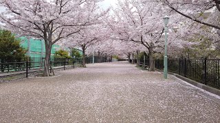 神戸臨港線JR貨物廃線跡の桜 (別撮り・編集) 2021年4月2日(金)