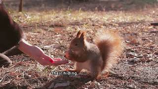 Do you know How Squirrels Help Forests Grow While Preparing for Winter?