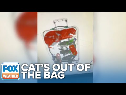 Video: JFK-jeva pogrešana mačka je dober opomnik za varno letenje