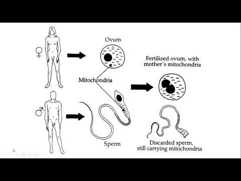 Video: Dove si trova l'atpasi nei mitocondri?