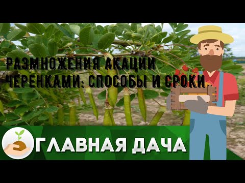 Видео: Как посадить черенки акации: советы по размножению черенков акации