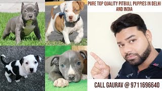 Cheap price American pitbull puppies available in Delhi, India ||9711696640|| Cheap price American pitbull puppies available in Delhi, India ||9711696640||
