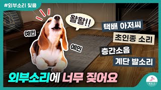 외부소리에 짖는 강아지ㅣ 간단한 교육방법