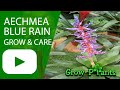 Aechmea Blue Rain - grow & care (Blue rain plant)
