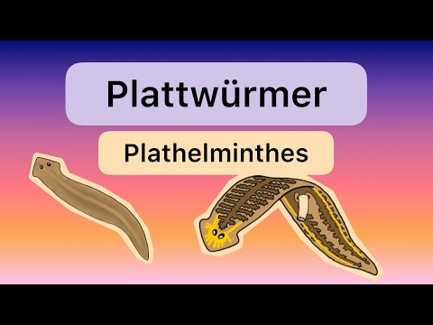 Video: Wo findet man Phylum Platyhelminthes?