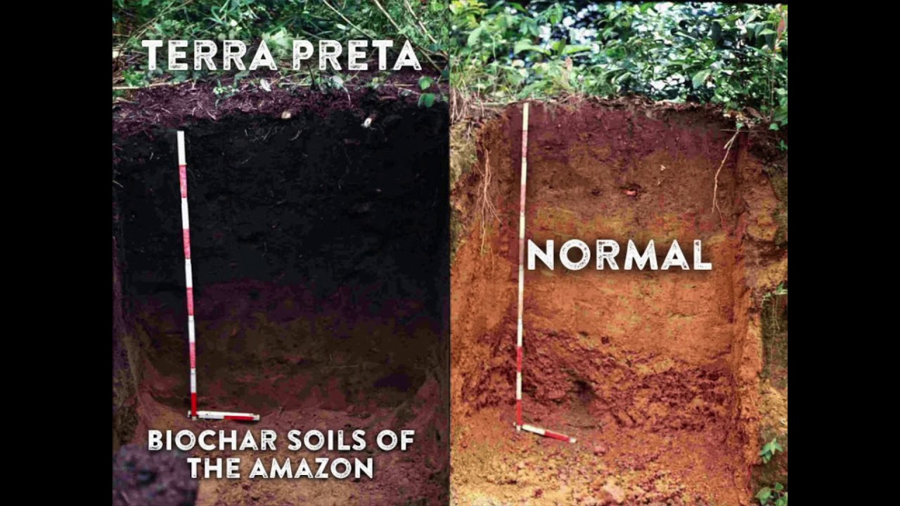 The black gold - Terra preta soil of amazon