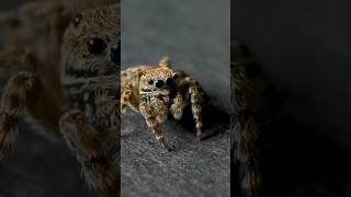 "Hydraulic Legs?! How Spiders Really Move 🕷💧 #DidYouKnow #Shorts"