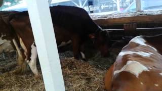 Cows lain