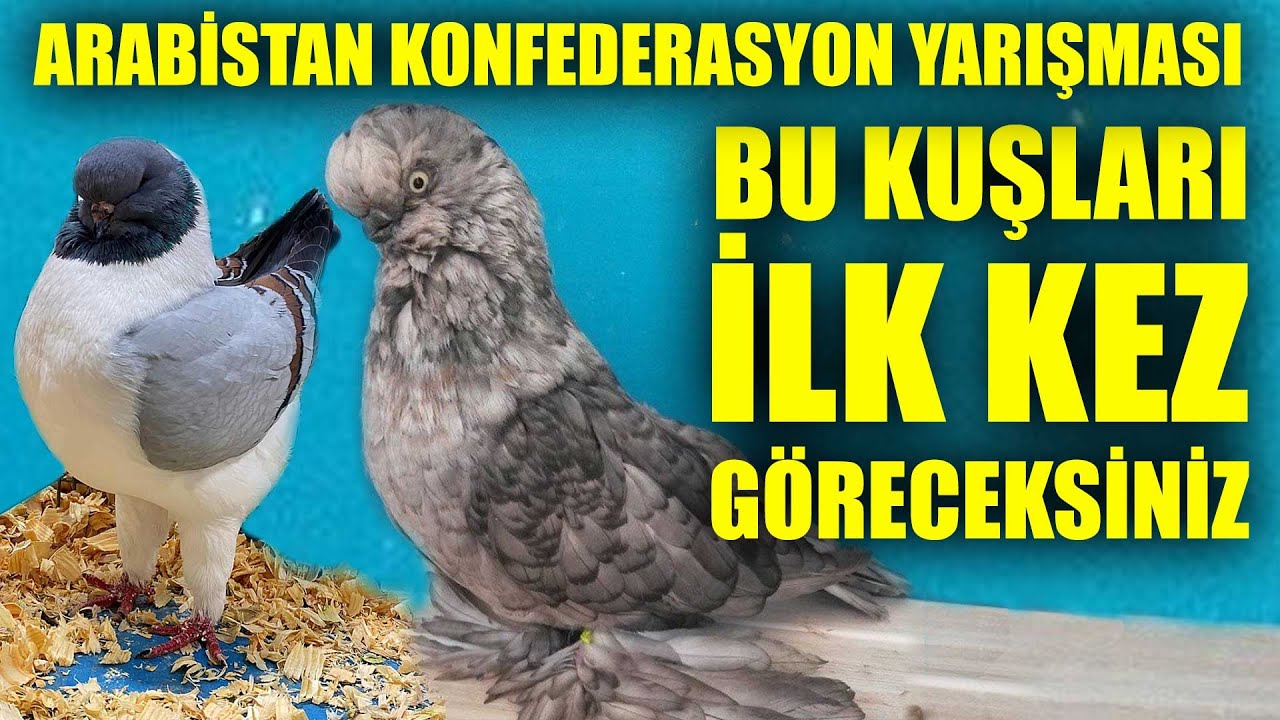 İLK KEZ GÖRECEĞİNİZ GÜVERCİNLER! ARABİSTAN KONFEDERASYON YARIŞMASI - Kürenk Kulübü