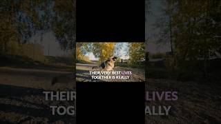 Helping Dogs and Their Owners Live Their Best Lives Together 🐶