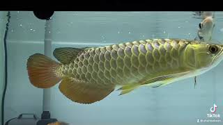 Crossback Arowana Tica Aro 10 screenshot 3