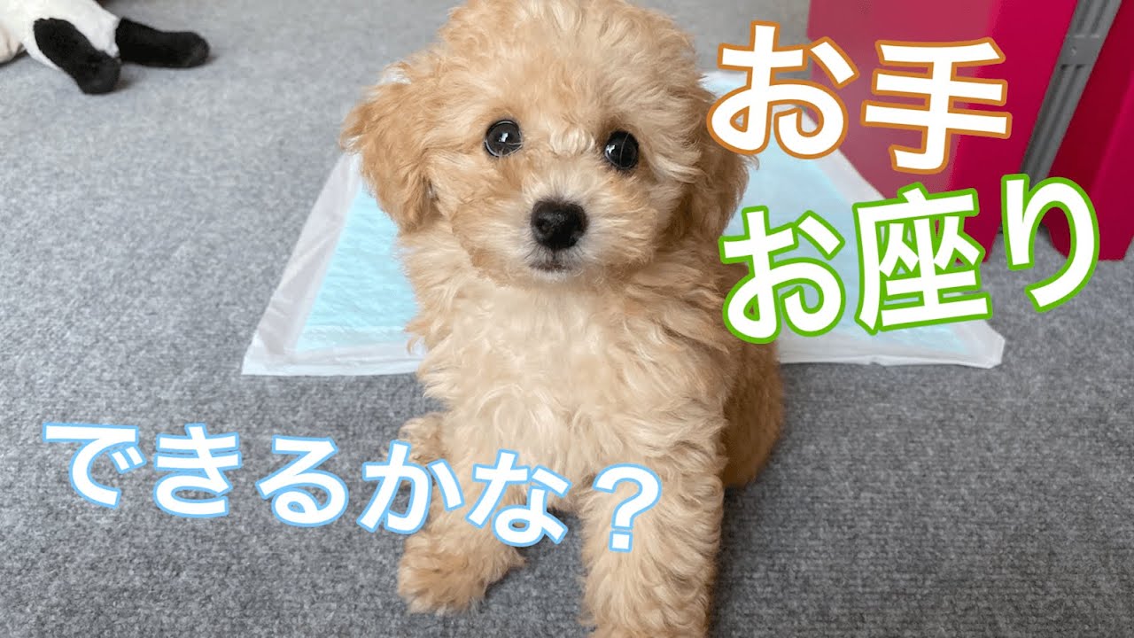 子犬にお手を教えたら、ぎこちなくて可愛すぎた【仕付け】【トイ
