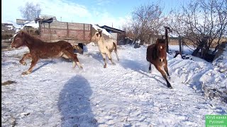 Жеребята резвятся Зайсан Валёк и Мишка.