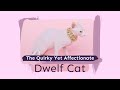 The Quirky Yet Affectionate Dwelf Cat の動画、YouTube動画。