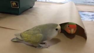 Lovebird playing with paper and helping to clean