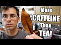 YERBA MATE : It's Not Tea or Coffee (but is it as good?) - Amazing Plants