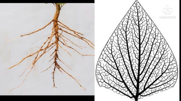 Class 4. E V S. The Leaf too has to say. Part 4