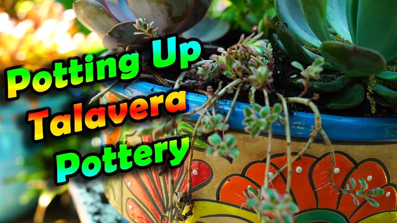 Potting Up Talavera Pottery With Succulents & Tropicals 