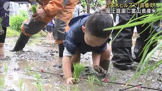 六本木ヒルズで「田植え」　地上45mの屋上庭園に富山県産米(2023年5月13日)