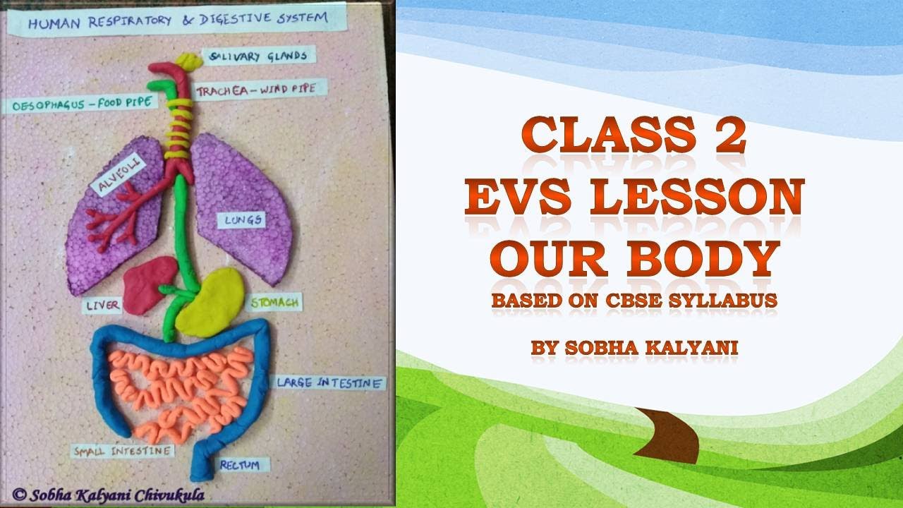 our body class 2 evs class 2 evs our body our body class 2 evs youtube