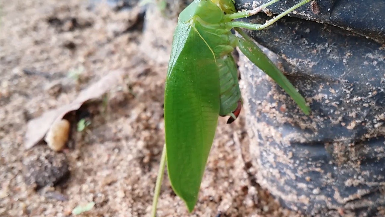 Animals Giving Birth, The Grasshopper Gives Birth To  Babies