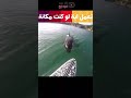 حوت اوركا يحاول عض لوح التزلج