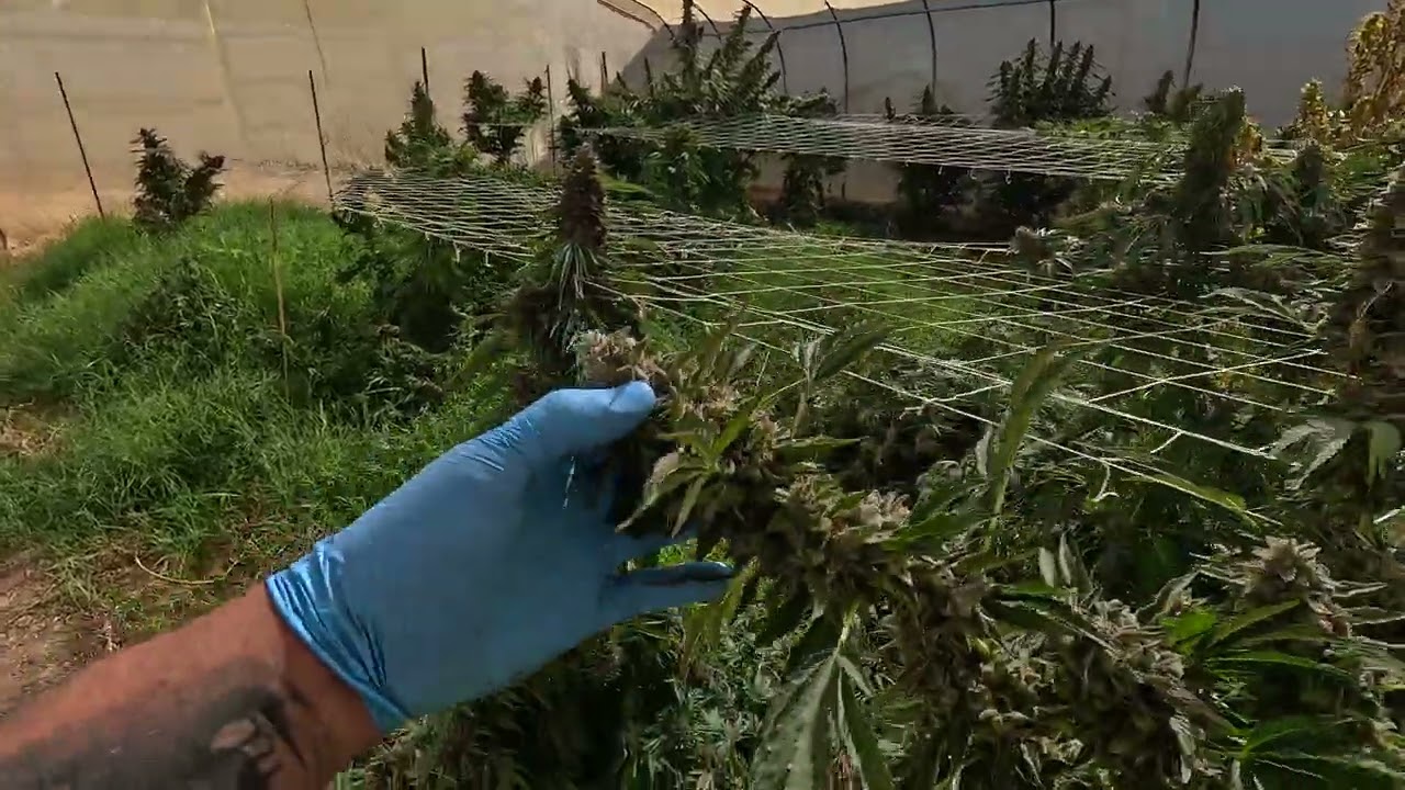 In the garden of Weeden 