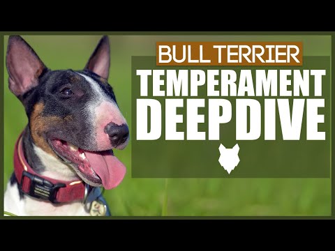 Video: Bullterjer Temperament
