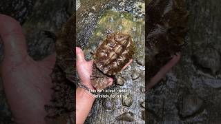 meet the mata mata turtle 🐢