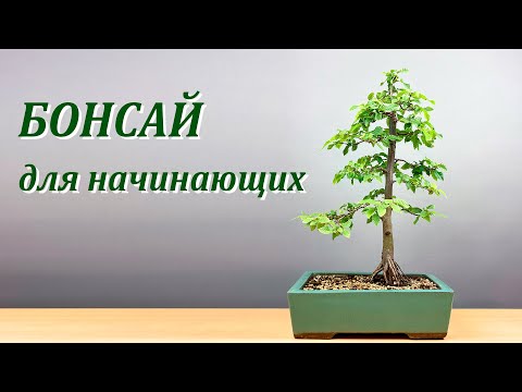 Видео: Бонсай для начинающих.