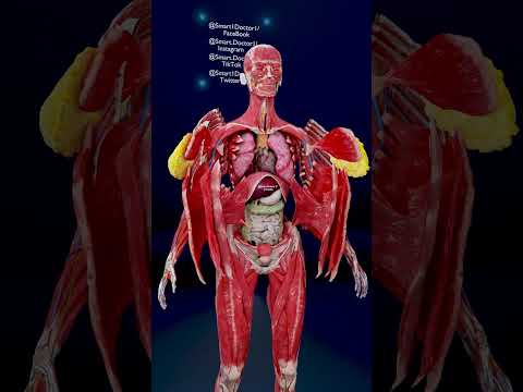 Inside Her Body The Female Anatomy In 3D