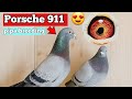 Racing pigeon from belgium the porsche 911 of pigeons best in the world from pipa breeding