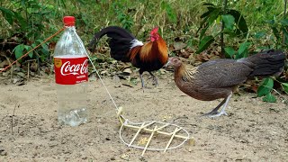 Creative Method Wild Chicken Trap Using Coca-Cola Bottle