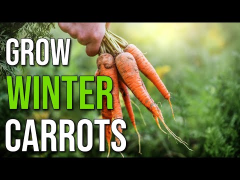 Video: How To Sow Carrots Before Winter? When And How To Plant Carrots In Autumn?