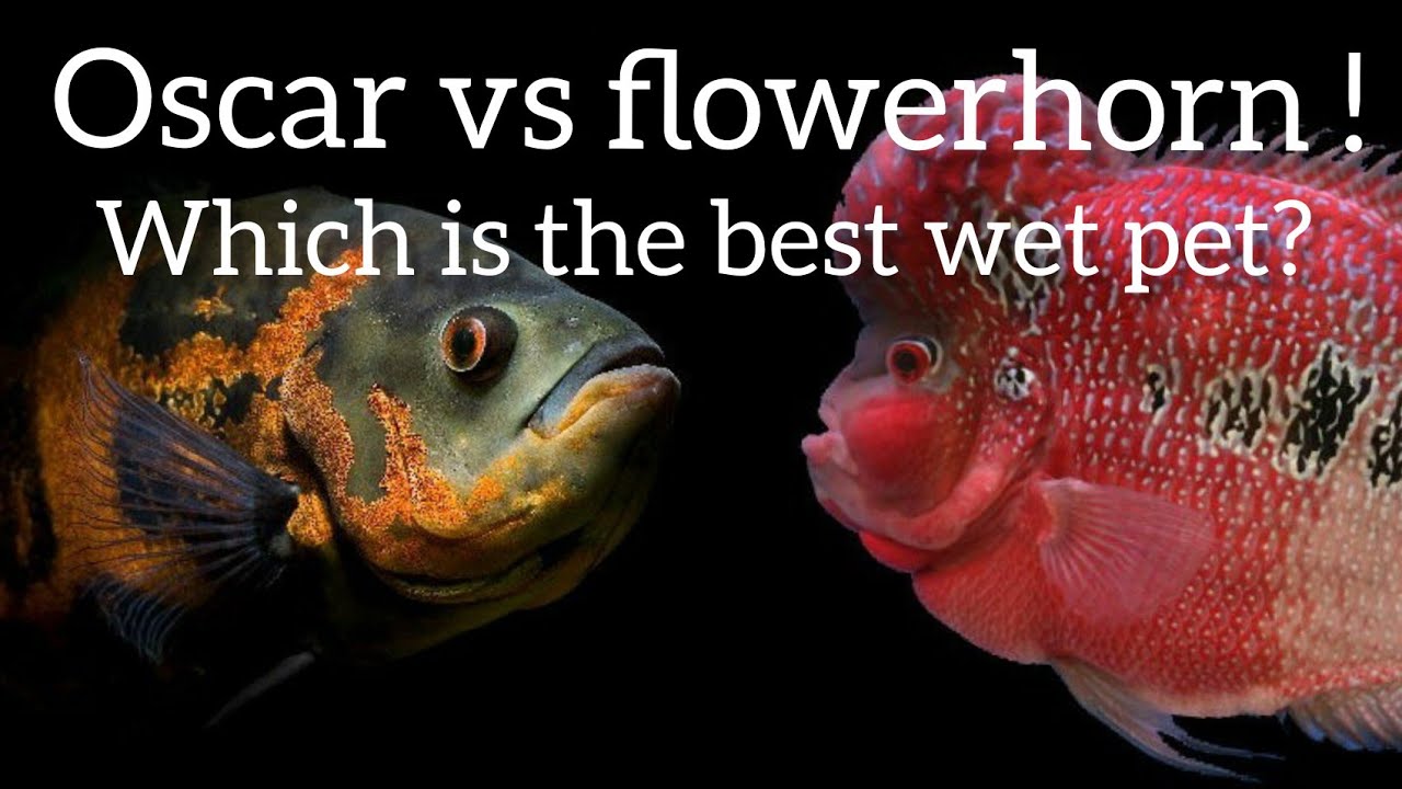 Oscar vs flowerhorn ! Which is the best wet pet ? YouTube