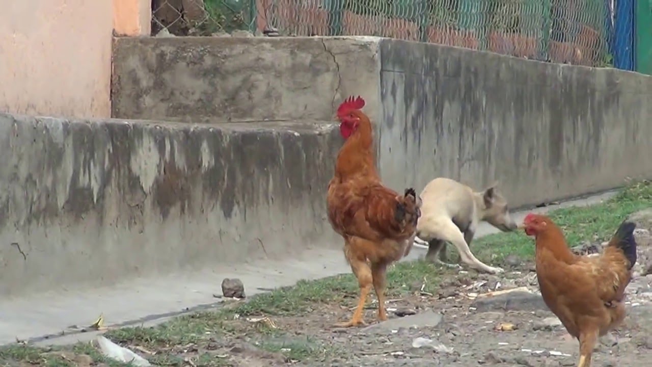 Caminando por el Canton Santa Rosa Quezaltepeque El salvador
