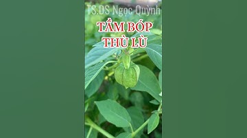 Công dụng cây tầm bóp #tsdsngocquynh