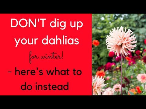 Video: When dahlias are dug up for the winter and why should they be done?