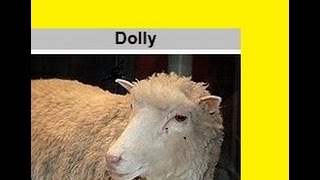 Python Lists: Two Copy Methods