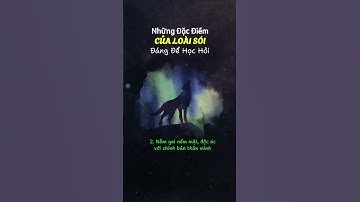 Những Đặc Điểm CỦA LOÀI SÓI Đáng Để Học Hỏi #baihoccuocsong #phattrienbanthan #kyluat #cuocsong