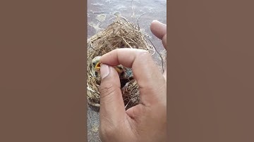 Cara meloloh burung pentet umur 9hari,,cuma pakai jangkrik#pentet#kicaumania#savepentet